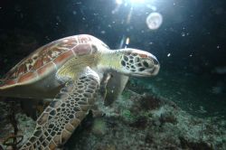 "Star of the night":Hawksbill during night dive in Cozume... by Leif Skaar 